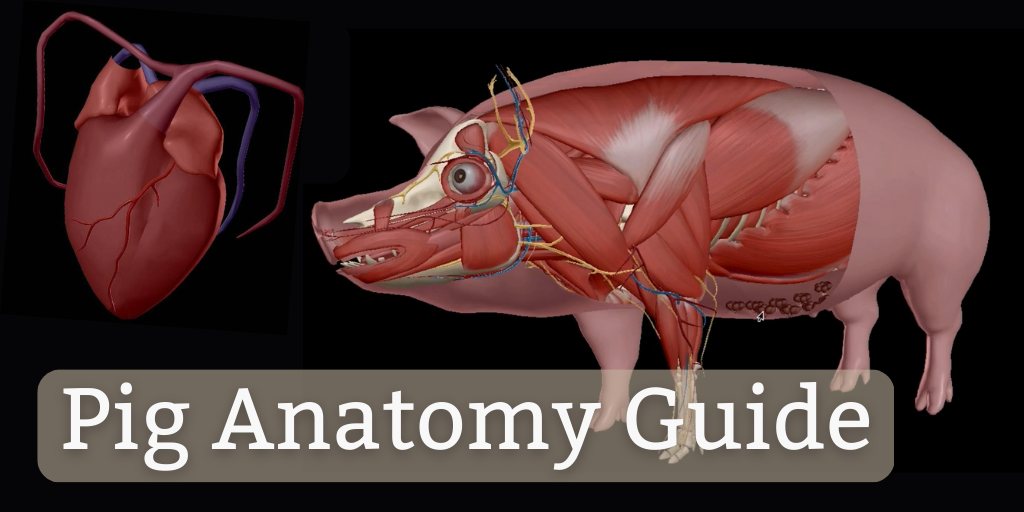 Visible Body s Visual Guide To Pig Anatomy